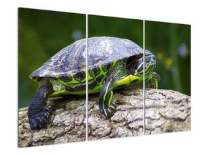 Suchozemská korytnačka - obraz