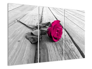 Obrazy kvetov - ruža