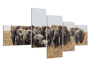Stádo slonov - obraz