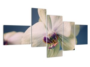 Obraz orchidey