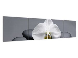 Kvet orchidey - moderný obraz