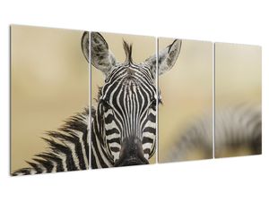 Zebra - obraz