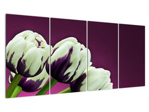 Makro tulipánov - obraz