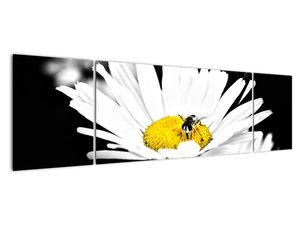 Včela na sedmokráske - obraz