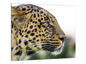 Leopard - obraz