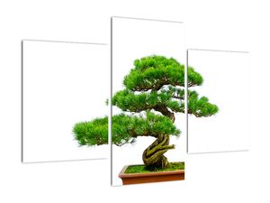 Bonsai - moderný obraz