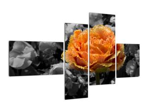 Oranžový kvet na čiernobielom pozadí - obraz