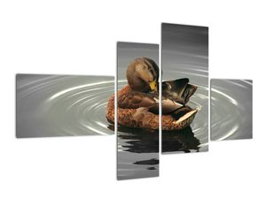 Obraz - kačice vo vode