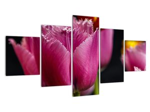 Tulipány - obrazy
