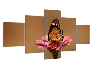 Obraz motýľa
