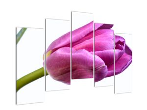 Obraz ružového tulipánu