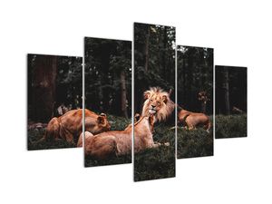 Obrazy - levy v lese