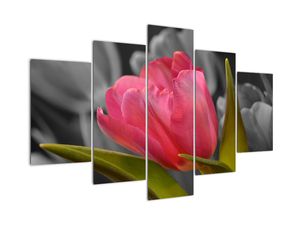 Obraz červeného tulipánu na čiernobielom pozadí