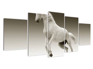 Obrazy bieleho koňa