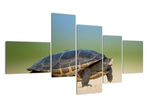 Obraz korytnačky - moderné obrazy