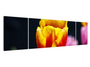 Obraz tulipánu
