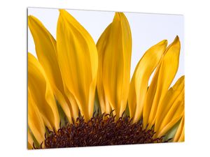 Obraz kvetu slnečnice