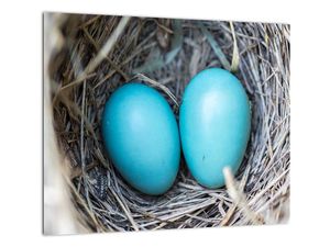 Obraz modrých vajíčok v hniezde