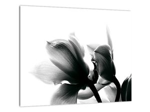 Obraz čiernobielych kvetov