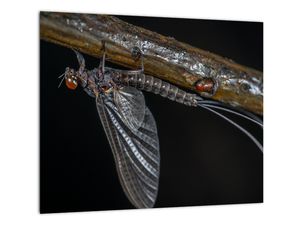 Obraz - hmyz