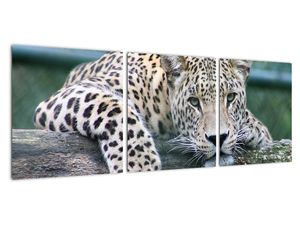 Obraz leopard