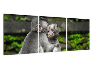 Obraz na stenu - opice