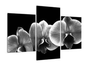 Čiernobiely obraz - orchidea