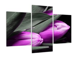 Obraz fialových tulipánov